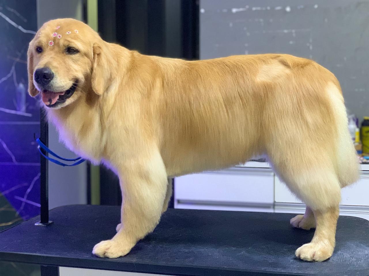 Pet 1