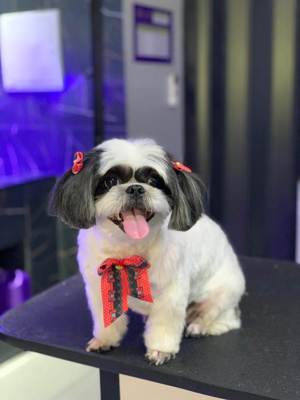 Pet 6