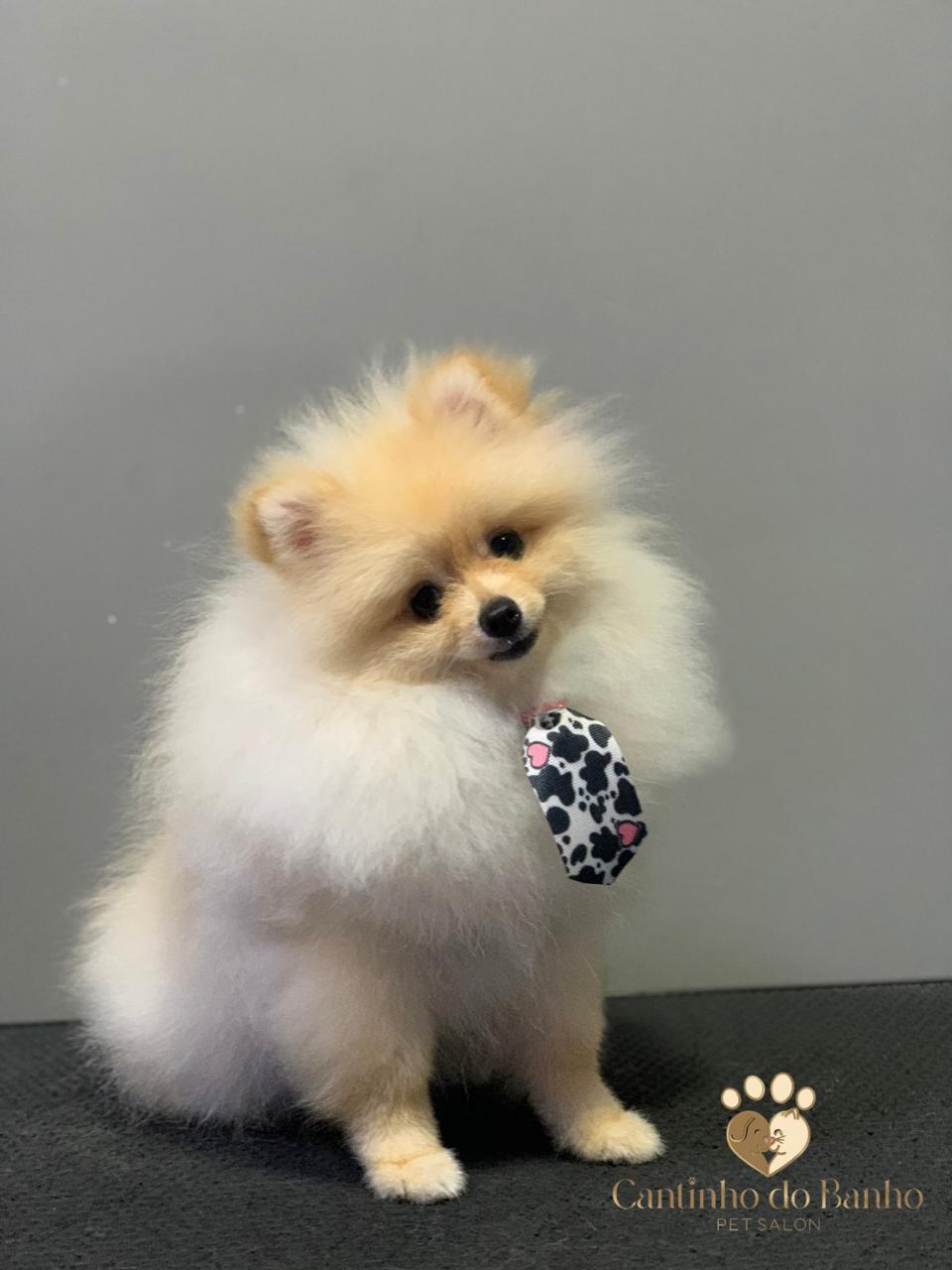 Pet 8
